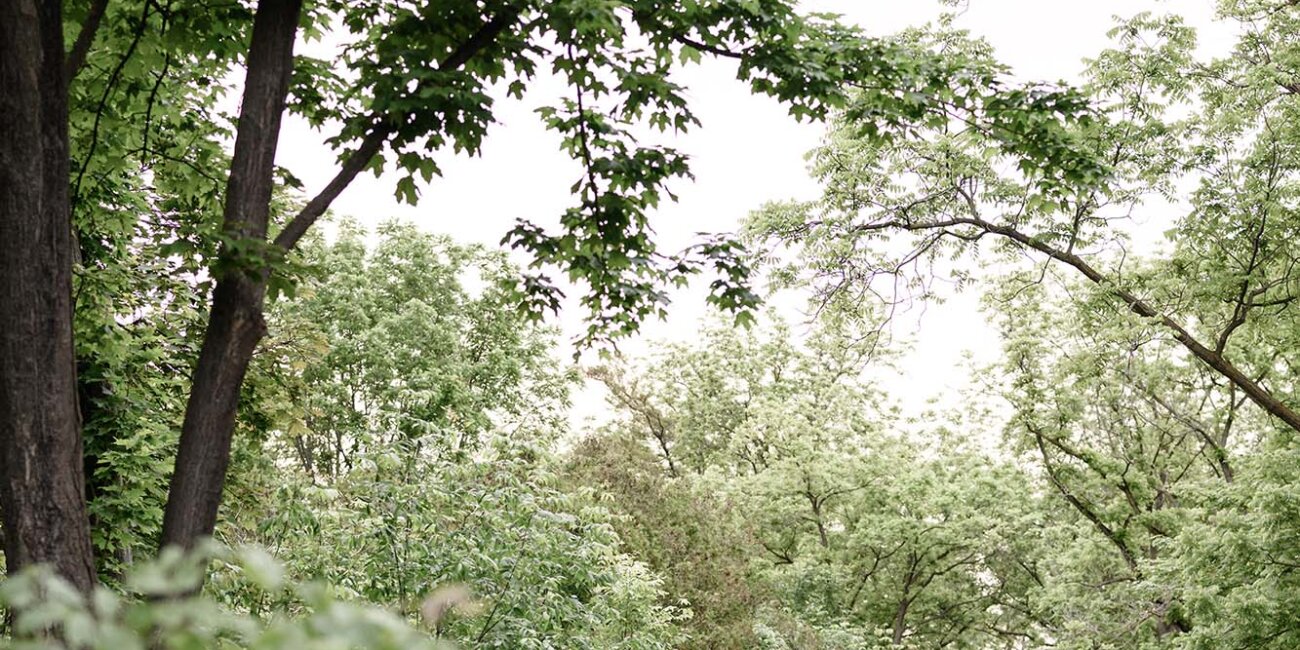 Two people walk arm-in-arm down a tree-lined path, surrounded by lush greenery, as if they're wandering the enchanting grounds of Paletta Mansion in Burlington.
